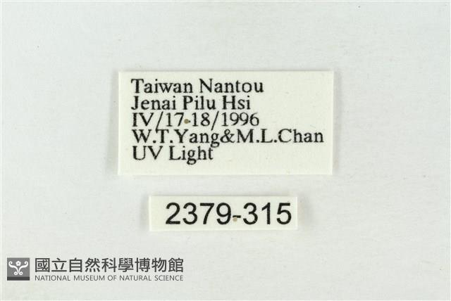 帶波紋蛾藏品圖，第3張