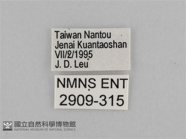 切翅眉眼蝶藏品圖，第3張