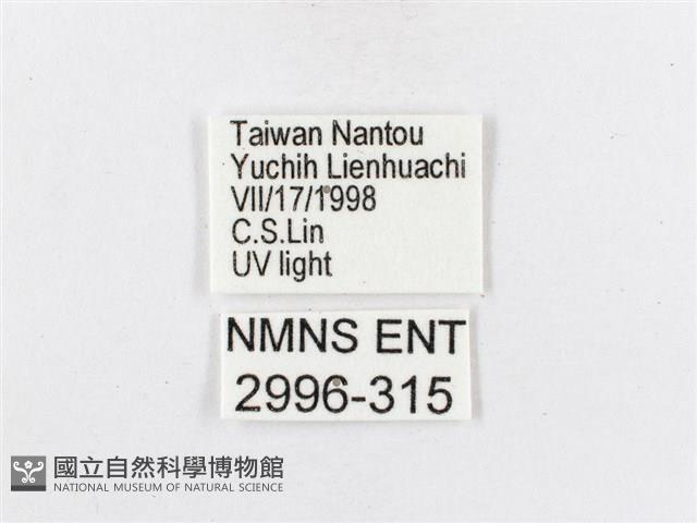 蓬萊茶斑蛾藏品圖，第3張