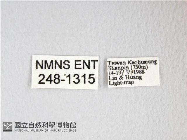 圓翅大鉤蛾藏品圖，第3張