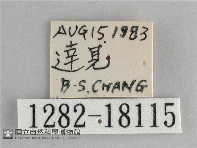 鋸粉蝶藏品圖，第3張