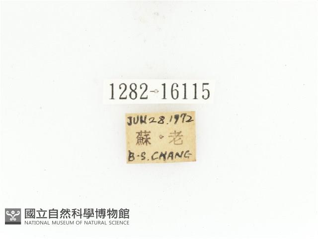 曹德褐騷金龜藏品圖，第2張