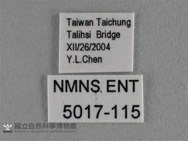 豆波灰蝶藏品圖，第3張