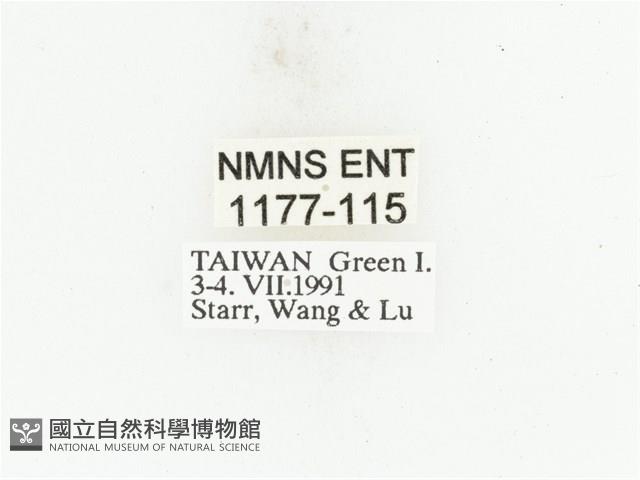 藍艷白點花金龜藏品圖，第2張