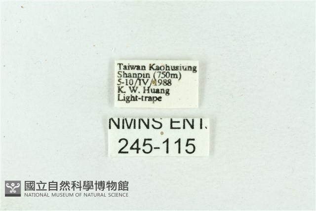 菊池污燈蛾藏品圖，第3張