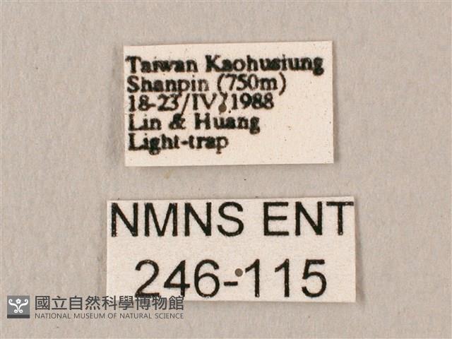 斜帶天蛾藏品圖，第3張