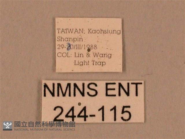 棕綠背線天蛾藏品圖，第3張