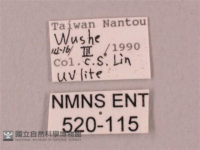 桃紅六點天蛾藏品圖，第3張