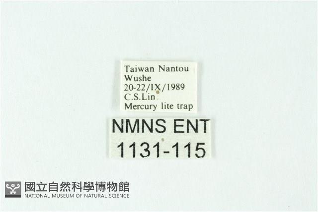 三色豔苔蛾藏品圖，第3張