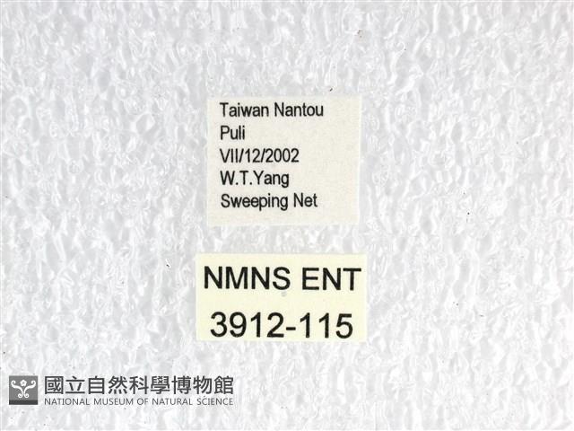 長翅弄蝶藏品圖，第3張