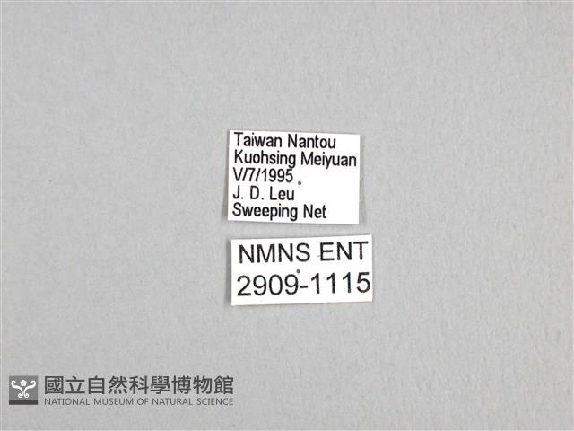 劍鳳蝶藏品圖，第3張