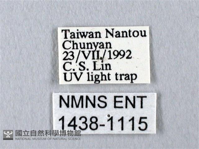 長尾水青蛾藏品圖，第3張