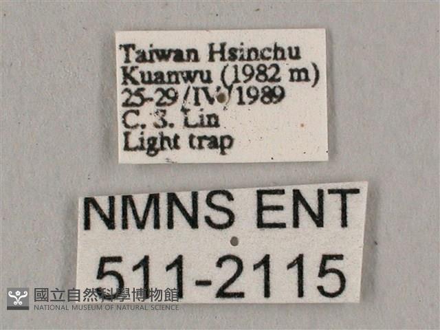 直翅六點天蛾藏品圖，第3張