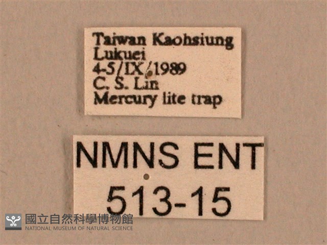 棕綠背線天蛾藏品圖，第3張