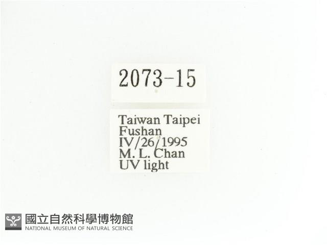 艷金龜藏品圖，第2張