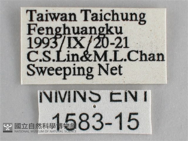 細帶環蛺蝶藏品圖，第3張
