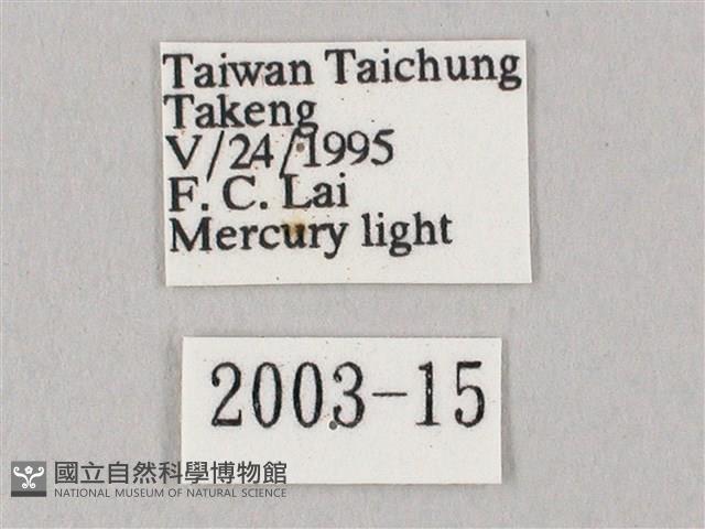 白點天蛾 藏品圖，第3張