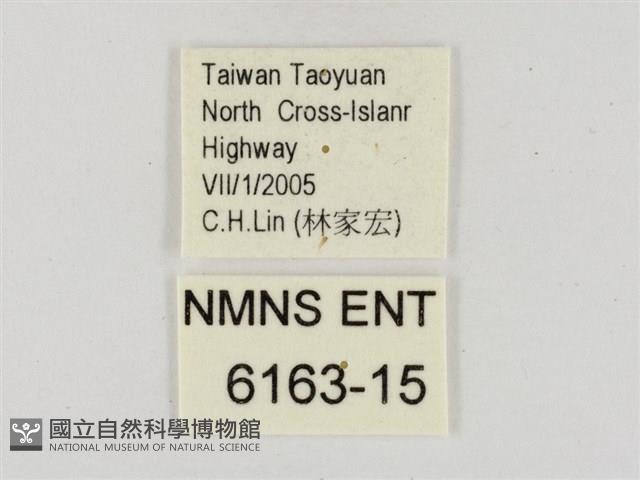 臺灣颯弄蝶藏品圖，第3張