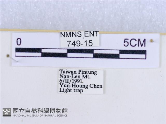 粉蝶燈蛾藏品圖，第3張