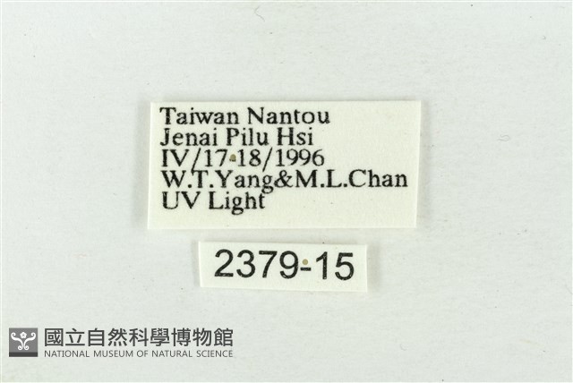 連珠波紋蛾藏品圖，第3張