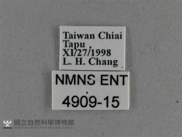 圓翅絨弄蝶藏品圖，第3張