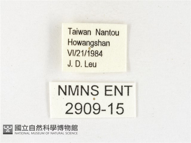 黃裙豔粉蝶藏品圖，第3張