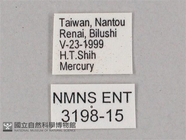 盾天蛾藏品圖，第3張