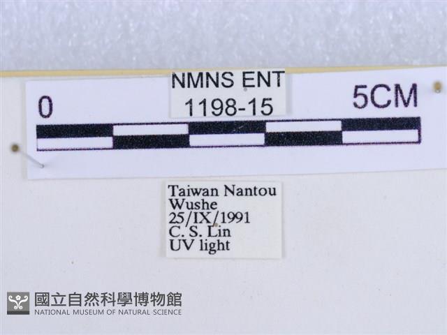 後凸蝶燈蛾藏品圖，第3張