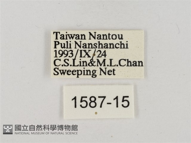 淡褐脈粉蝶藏品圖，第3張