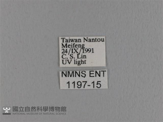 波紋枯葉蛾藏品圖，第3張