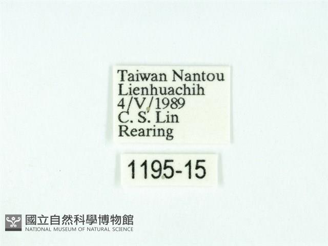 黃肩奇蛾藏品圖，第3張