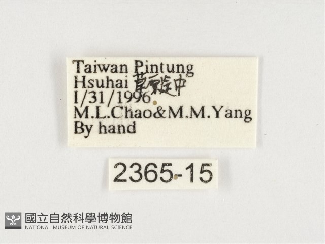 小紫斑蝶藏品圖，第3張