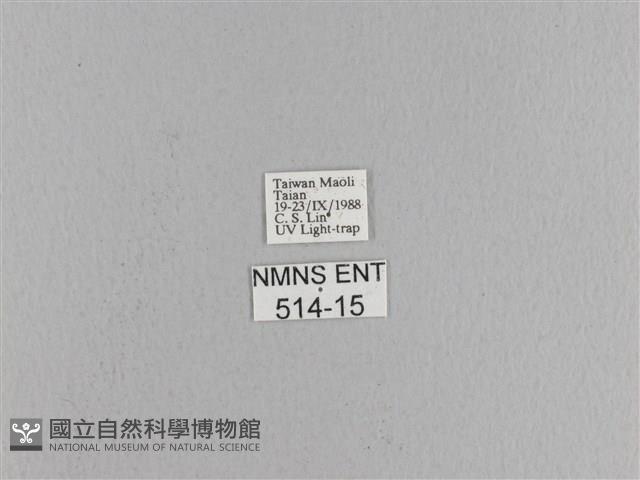 松大毛蟲藏品圖，第3張