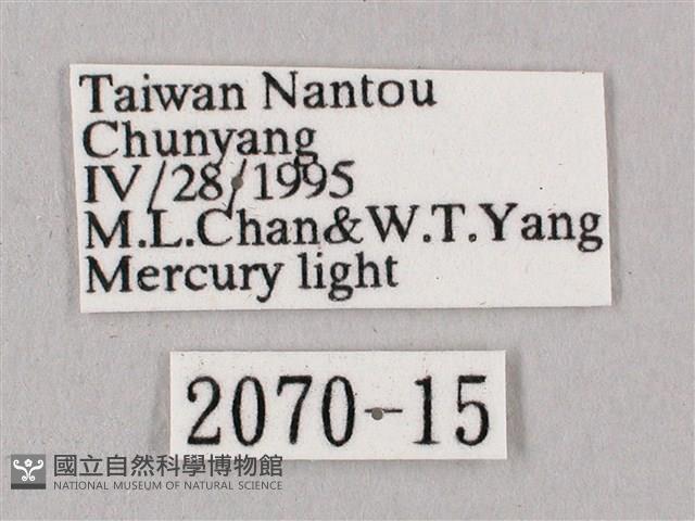 桃紅六點天蛾藏品圖，第3張