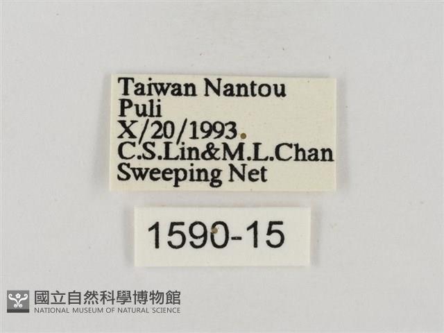 巨褐弄蝶藏品圖，第3張