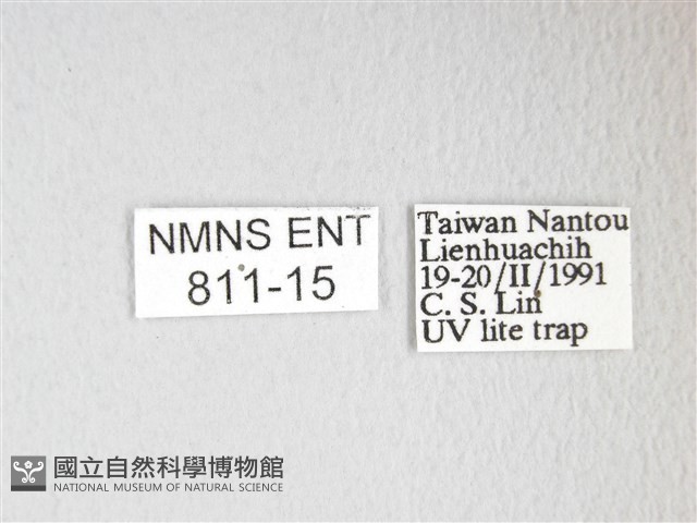 凹角鉤蛾藏品圖，第3張
