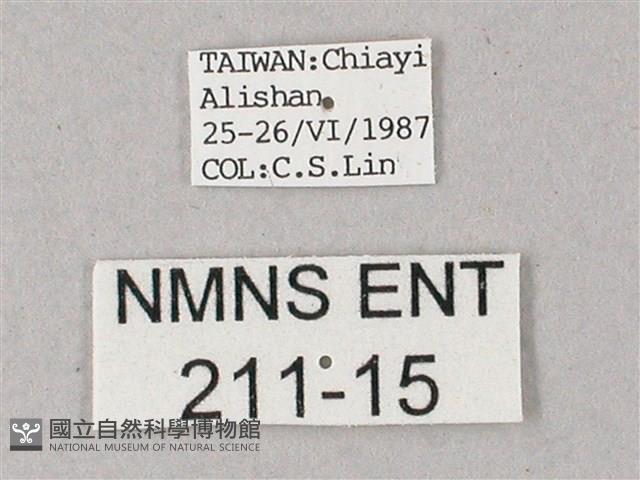 藏斜紋天蛾藏品圖，第3張