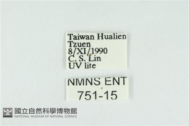 線平波紋蛾藏品圖，第3張