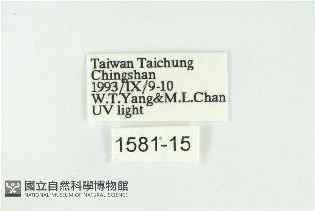 黑翅黃毒蛾藏品圖，第3張