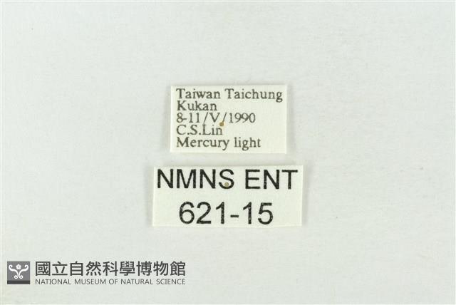 基褐綠刺蛾藏品圖，第3張