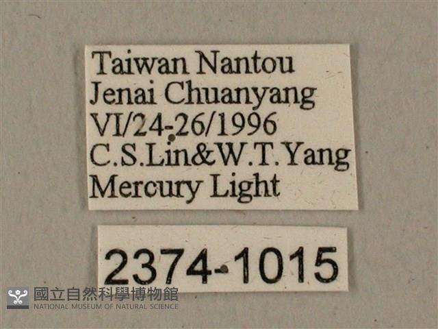 全緣缺角天蛾藏品圖，第3張