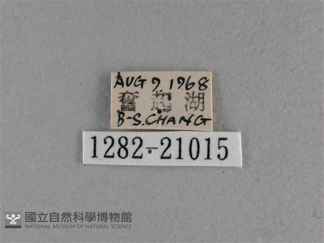 黃星弄蝶藏品圖，第3張