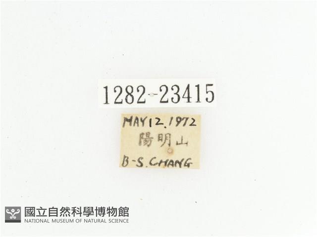 黃斑陷紋金龜藏品圖，第2張