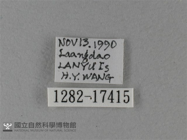 大白斑蝶藏品圖，第3張