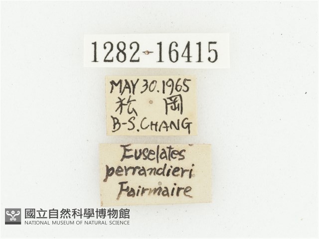 巴蘭陷紋金龜藏品圖，第2張