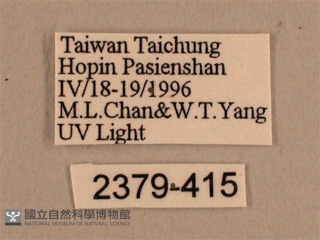 背線天蛾藏品圖，第3張