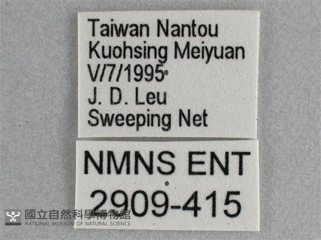 細帶環蛺蝶藏品圖，第3張