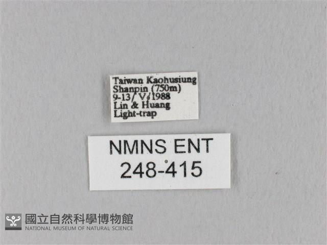 馬尾松枯葉蛾藏品圖，第3張