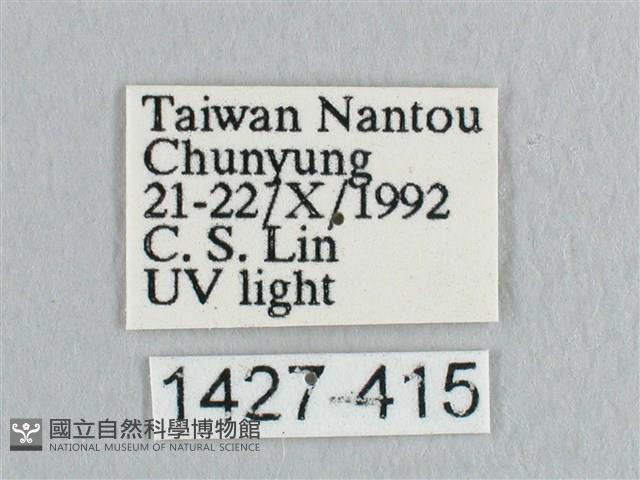 銀斑黃鉤蛾藏品圖，第3張