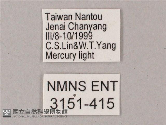 榆綠天蛾藏品圖，第3張